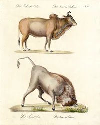 Cebúes y uros indios (imprimir)