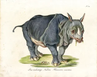 Indian rhinoceros (print)