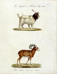 Cabra de Cachemira y muflón (imprimir)