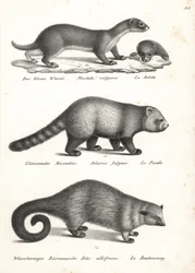 Comadreja menor, Mustela nivalis 1, panda rojo, Ailurus fulgens 2, vulnerable, y gato oso, Arctictis binturong 3, vulnerable. Litografía de Karl Joseph Brodtmann de la Historia natural ilustrada de hombres y animales de Heinrich Rudolf Schinz.