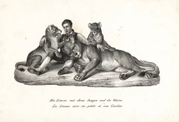 Leona y cachorros con domador, Panthera leo. Litografía de Karl Joseph Brodtmann de la Historia natural ilustrada de hombres y animales de Heinrich Rudolf Schinz.