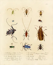 Escarabajos de cuernos largos y especies afines (imprimir)