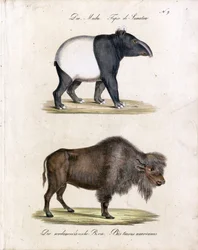 Tapir malayo y bisonte americano (imprimir)