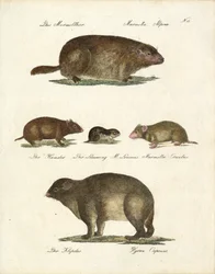 Marmota y otros roedores (imprimir)