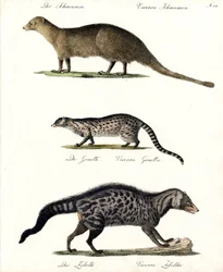 Mangosta, Gineta y Civeta (imprimir)