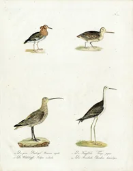 Native Marsh and Shore Birds (imprimir)