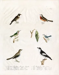 Pájaros cantores nativos (imprimir)
