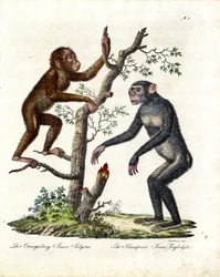 Orangután y chimpancé (imprimir)