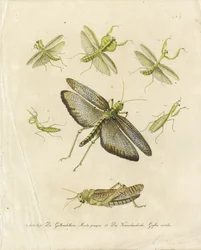 Mantis religiosas y saltamontes (imprimir)