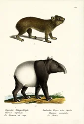 Daman de las rocas, 1824