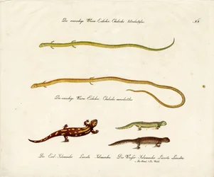 Salamandras y eslizones (imprimir)