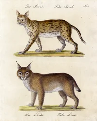 Serval y lince (imprimir)