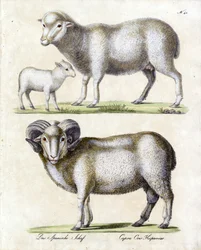 Oveja con cordero y carnero (imprimir)