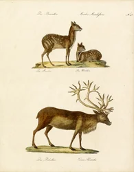 Especies especiales de ciervos (imprimir)