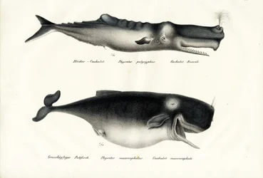 Ballenas de esperma, 1824