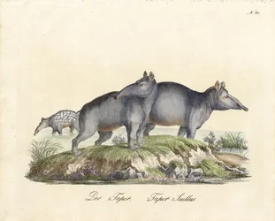 Tapir y Paca (imprimir)