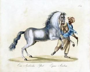 El caballo árabe (impresión)