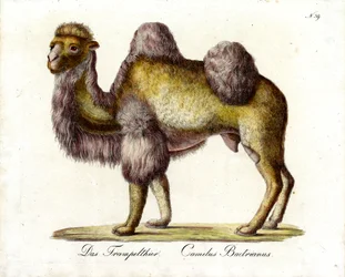 El camello bactriano (imprimir)