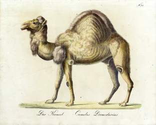 El Camello (imprimir)