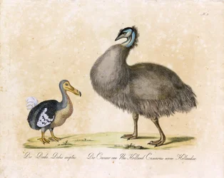 El Dodo y el Casuario de Nueva Holanda (imprimir)