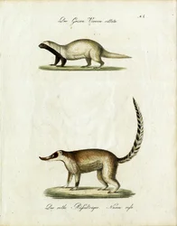El grisón y el coatí (imprimir)