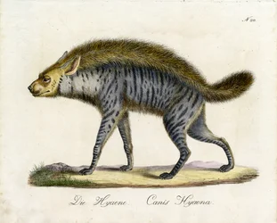 La hiena (imprimir)