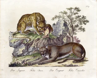 El jaguar y el puma (impresión)