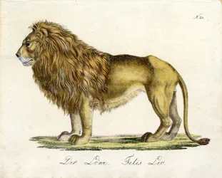 El León (imprimir)