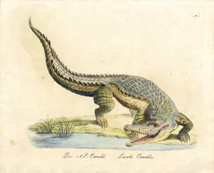 El cocodrilo del Nilo (impresión)