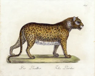 La Pantera (impresión)