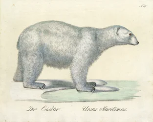 El oso polar (imprimir)