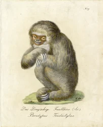Perezoso de tres dedos (imprimir)