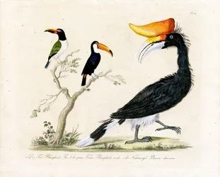 Tucán, trogón y cálao (imprimir)