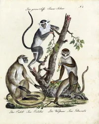 Especies de monos tropicales (imprimir)