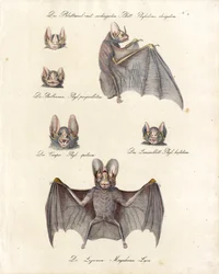 Varias especies de murciélagos (impresión)