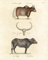 Varias especies de búfalos (impresión)