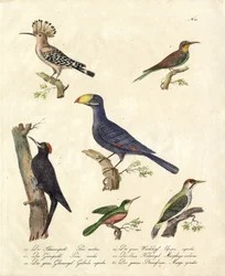 Varias aves del bosque (impresión)