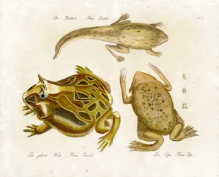 Varias especies de ranas (impresión)