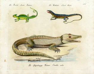 Varias especies de lagartos (impresión)