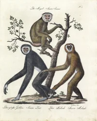 Varias especies de monos (imprimir)