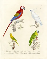 Varias especies de loros (imprimir)