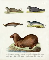 Varias especies de focas (imprimir)