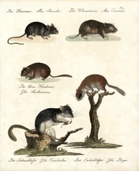 Varios tipos de ratones (imprimir)
