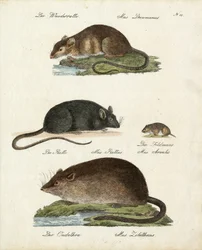 Varios tipos de ratas (imprimir)