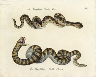 Serpientes venenosas (imprimir)