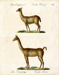Vicuña and Llama (print)