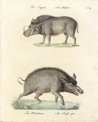 Warthog y jabalí (impresión)