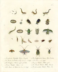 Escarabajos de agua y diversos estadios de desarrollo de los insectos (imprimir)