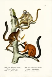 Lemur de frente blanca, 1824