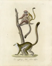Lémures orejiblancos (imprimir)